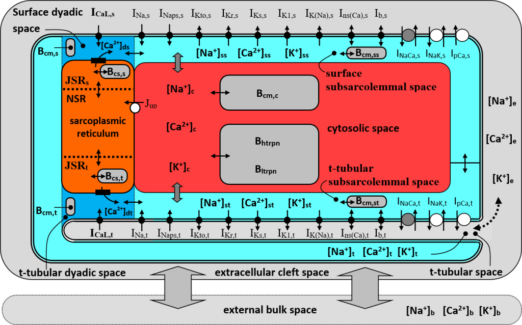 Schematický diagram matematického modelu lidské srdeční komorové buňky.